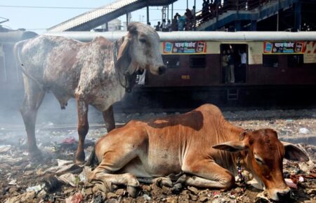 Do we love animals more than Humans