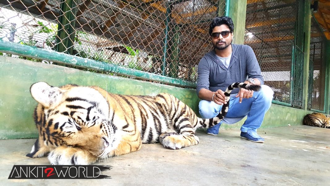 Ankit Malik at Tiger Kingdom, Phuket